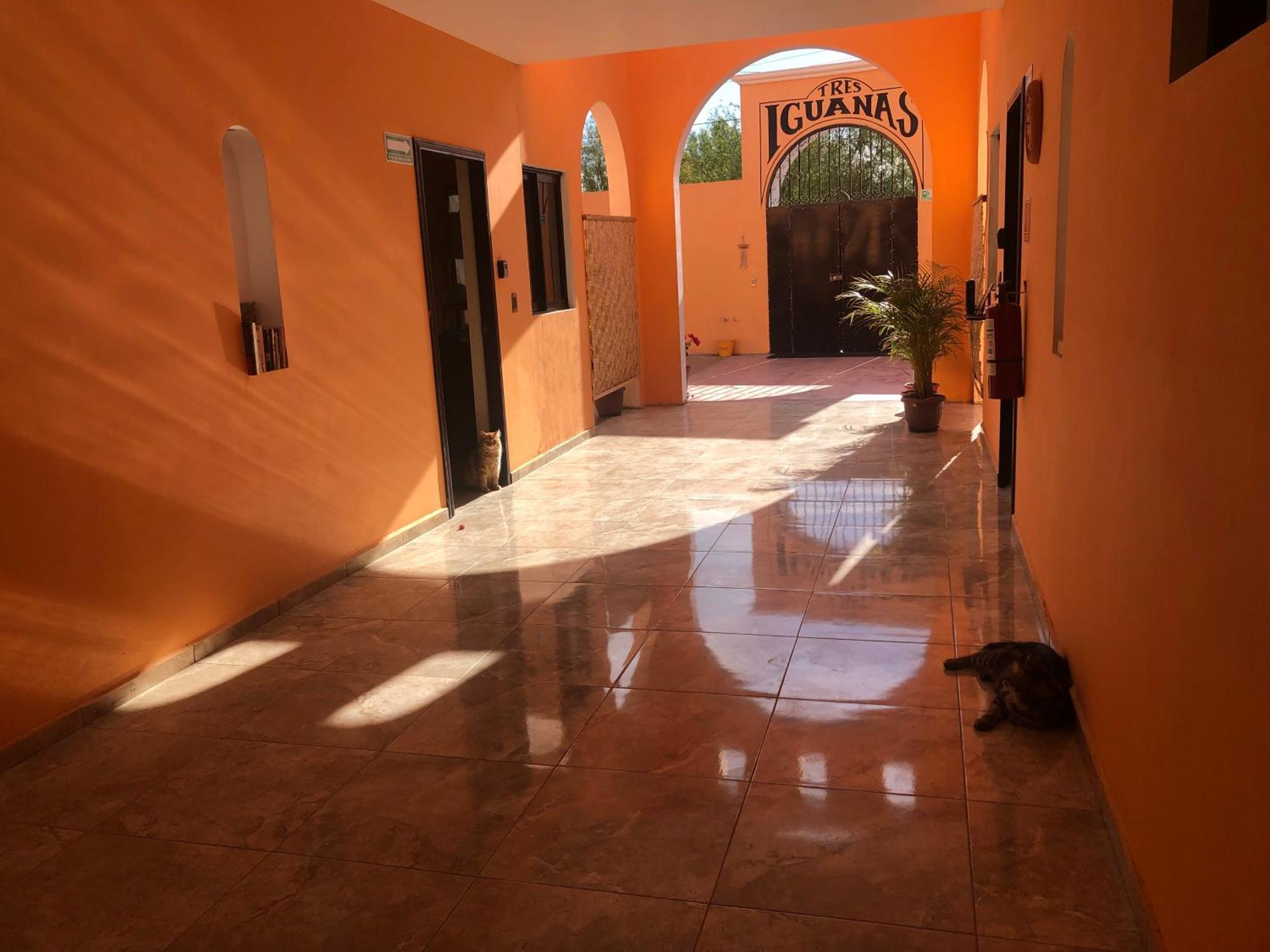 Tres Iguanas Apart Hotel - New, Cozy & Spacious Flats, Short Walk To Beach Loreto  Eksteriør billede